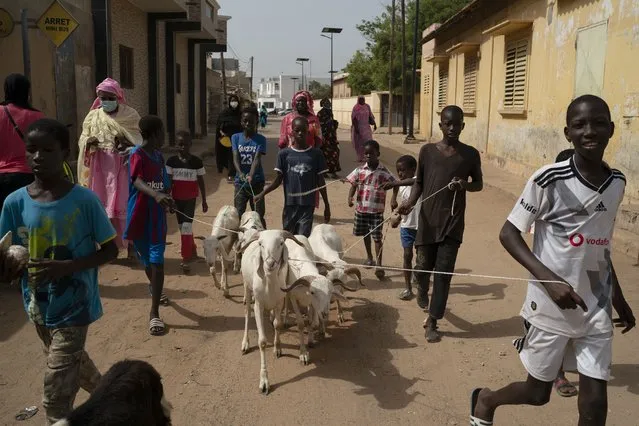 Children help carry sheep gifted by the Secours Islamique France, Bargny, Senegal, Wednesday, July 14, 2021. As millions in Senegal prepare for Tabaski, health officials warn that COVID-19 cases are surging in the West African nation. (Photo by Leo Correa/AP Photo)
