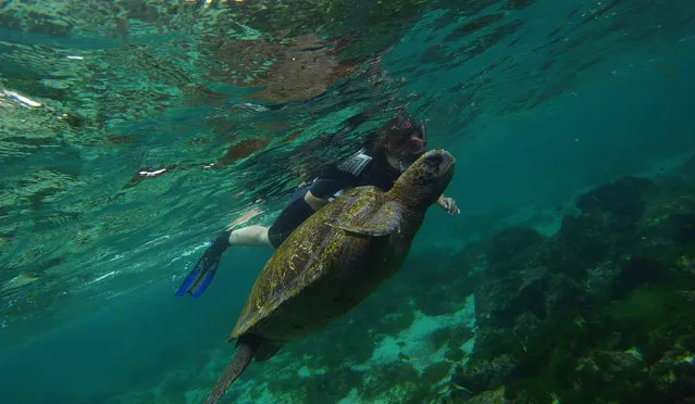 A turtle swims next to a tourist in San Cristobal Island at Galapagos Marine Reserve, Ecuador, October 10, 2016. Picture taken October 10, 2016. (Photo by Nacho Doce/Reuters)