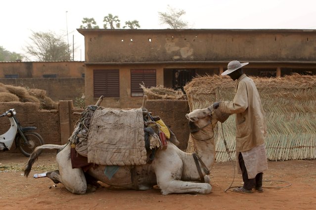 A camel transporter fixes a muzzle on a camel in Niamey, Niger, February 21, 2016. (Photo by Joe Penney/Reuters)
