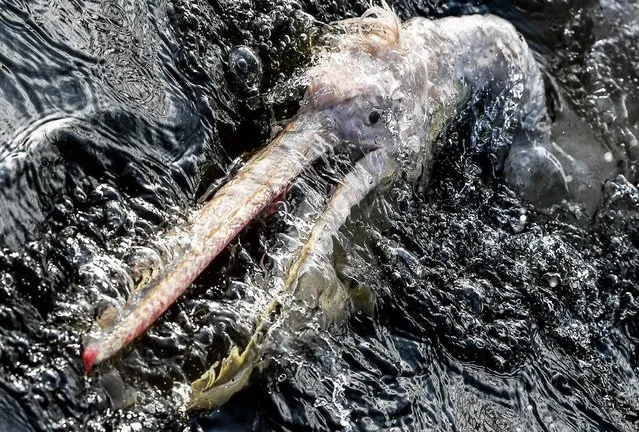 A great white pelican swims in a pond in the zoo of Dresden, Germany, 31 January 2019. Great white pelican birds predominantly breed in sub-Saharan African and northern India. (Photo by Filip Singer/EPA/EFE/Rex Features/Shutterstock)