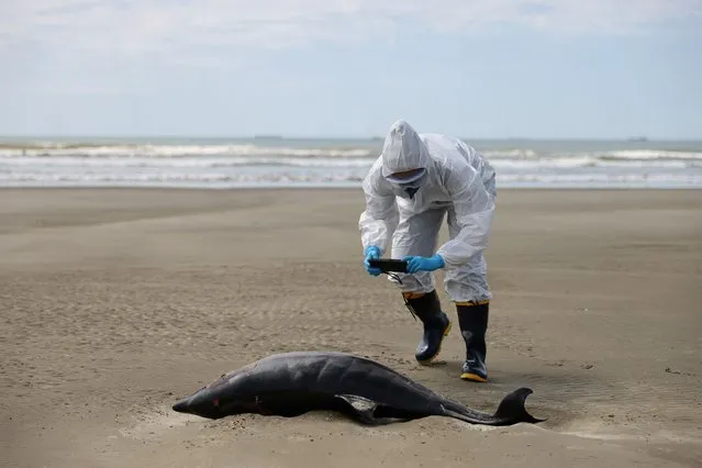 Oceanologist Liane Dias from the Laboratory of Ecology and Conservation of Marine Megafauna at the Federal University of Rio Grande (ECOMEGA) photographs a dead porpoise on the coast of the Atlantic Ocean, during an outbreak of Bird Flu, in Sao Jose do Norte, in the State of Rio Grande do Sul, Brazil on November 21, 2023. (Photo by Diego Vara/Reuters)