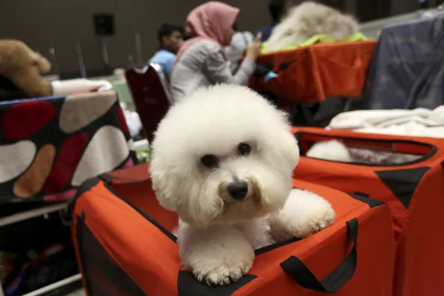 A Bichon Frise dog sits peeks out of a red box during a pet show in Jakarta, Indonesia, Friday, February 22, 2019. (Photo by Tatan Syuflana/AP Photo)