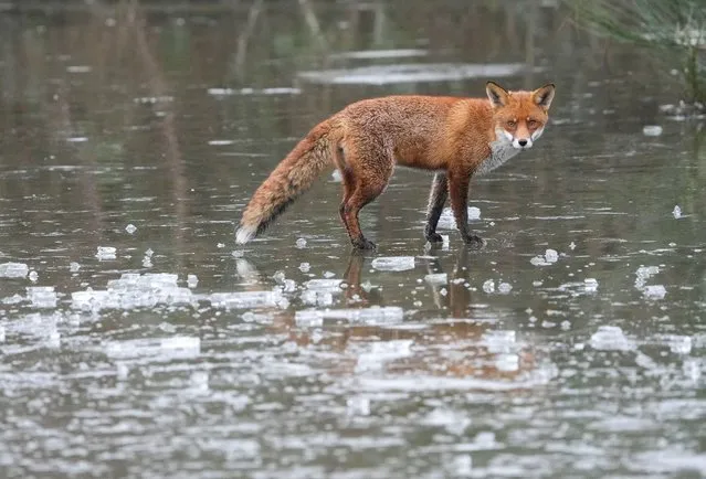 A fox crosses a frozen pond in Forest Gate, east London, UK in the second decade of January 2024. (Photo by Jeff Moore/The Guardian)