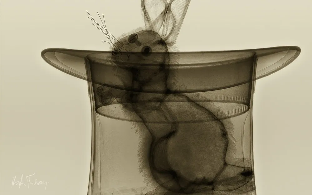 X-ray Art
