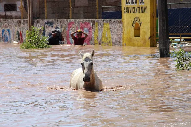 A horse walks through a flooded street after the passage of hurricane Pamela, in the municipality of Rosamorada, Nayarit state, Mexico, 14 October 2021. The passage of hurricane Pamela, which made landfall yesterday as a category 1 storm in northwestern Mexico, caused severe flooding that affected several communities in the north of the state of Nayarit, state authorities reported on Thursday. (Photo by Aaron Garcia/EPA/EFE)