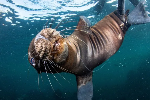 Shortlisted: Hooked Pup - Coronado Islands, Mexico 2020. A California sea lion pup with a hook embedded in his mouth follows the diver and seems to be asking for help. (Photo by Celia Kujala/CIWEM Environmental Photographer of the Year 2021)