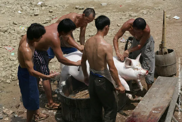 Villagers slaughter a pig