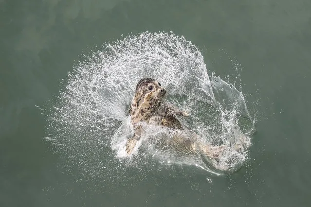In this Friday, May 10, 2019, photo released by China's Xinhua News Agency, a spotted seal splashes into the water after being released by officials near Dalian in northeastern China's Liaoning province. Animal groups cheered the release of 37 spotted seal pups rescued from traffickers into the wild in northern China. (Photo by Pan Yulong/Xinhua via AP Photo)