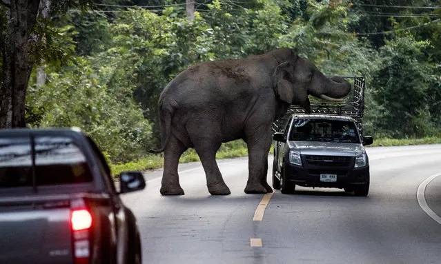 A wild elephant known locally as Boonchuay approaches traffic on a road in Pala-U, Thailand in November 2021. Humans have encroached on elephant habitat and villagers now face daily raids as the animals break into their homes in search of food. (Photo by Jack Taylor/The Guardian)