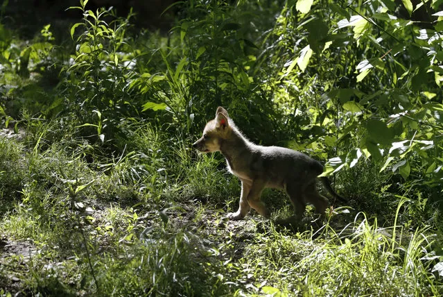 A 7-week-old Mexican gray wolf pup explores its surroundings at the Endangered Wolf Center Monday, May 20, 2019, in Eureka, Mo. The Mexican gray wolf recovery team hopes to double the number in the wild over several years. (Photo by Jeff Roberson/AP Photo)