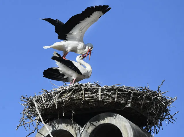 Storks are seen on their nest in Rust in the Burgenland region, Austria, on March 16, 2021. (Photo by Robert Jaeger/APA/AFP Photo)