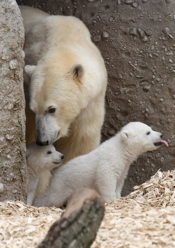 Hellabrunn Zoo Unveils Polar Bear Cubs