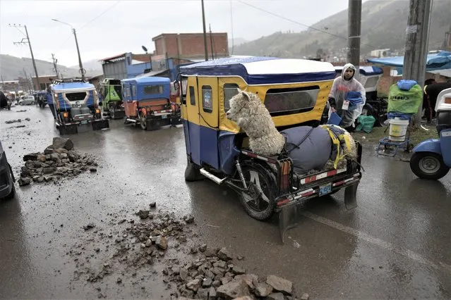 A llama sits secured to the back of a mototaxi at a roadblock set up by supporters of former President Pedro Castillo, in Sicuani, Peru, Saturday, January 28, 2023. President Dina Boluarte has become the main target of demonstrators, whose clashes with police have led to the deaths of more than 50 people. She was vice president until lawmakers succeeded in impeaching Castillo, who was arrested after ordering the dissolution of Congress on Dec. 7. (Photo by Rodrigo Abd/AP Photo)