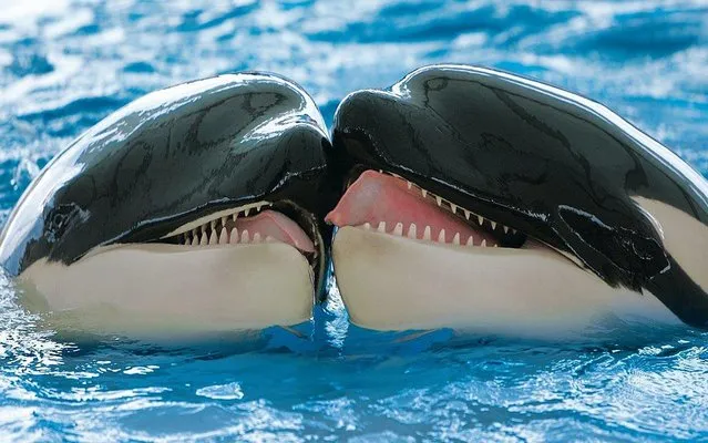 A handout photo made available 24 June 2019 by Loro Parque Zoo shows orcas in captivity in Puerto de la Cruz, Tenerife, Canary Islands, Spain. Loro Parque Zoo has published a recent study in “zoo biology” that reveals the way in which killer whales make up after an argument. According to this study, two killer whales will pinch each other's tongues without actually biting in a ritual that comes after an argument. (Photo by Loro Parque Zoo/EPA/EFE/Rex Features/Shutterstock)