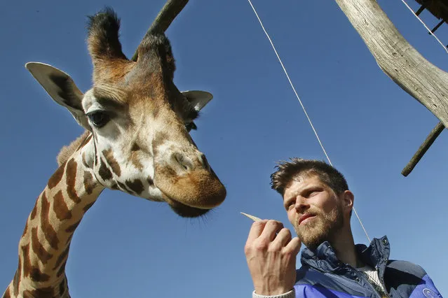 Klaas-Jan Huntelaar, forward from German soccer club Schalke 04, feeds the 4.3 meters tall giraffe “Hans” at the zoo in Gelsenkirchen, Germany, Wednesday, April 20, 2016. Huntelaar will become Hans' sponsor. (Photo by Roland Weihrauch/DPA via AP Photo)