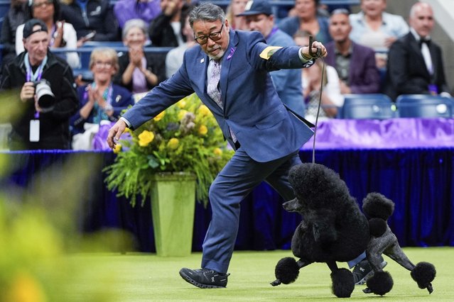 Sage, a miniature poodle, competes with handler Kaz Hosaka in the best in show competition during the 148th Westminster Kennel Club Dog show, Tuesday, May 14, 2024, at the USTA Billie Jean King National Tennis Center in New York. (Photo by Julia Nikhinson/AP Photo)