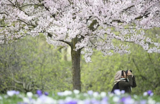 A woman photographs blossom in St. James's Park, in London, Britain, March 14, 2017. (Photo by Toby Melville/Reuters)