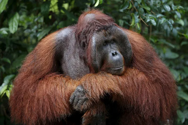 A male orangutan waits at a feeding station at Camp Leakey in Tanjung Puting National Park in Central Kalimantan province, Indonesia June 15, 2015. Deforestation is the primary threat to the orangutan, a species of great ape known for its intelligence. The United Nations predicts that orangutans will be virtually eliminated in the wild within two decades if current deforestation trends continue. (Photo by Darren Whiteside/Reuters)