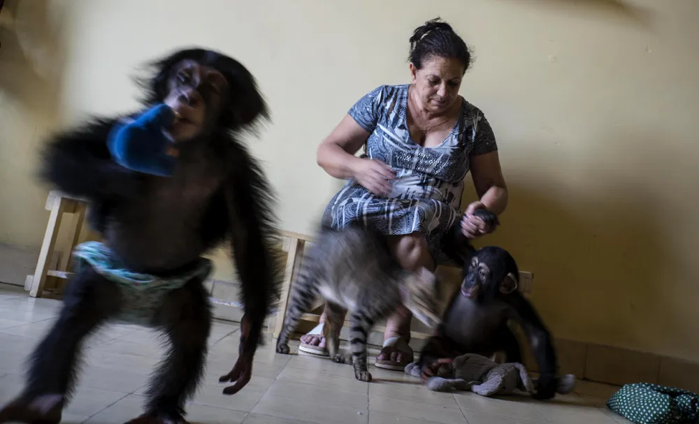 Cuban Biologist Raises Chimpanzees in her Apartment