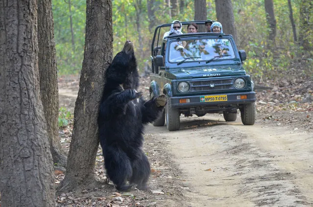 A big bear has been caught on camera rubbing up a tree to tackle an itchy back. Satyaprakash Pandey, 45, from Bilaspur snapped the half moon bear at Kanha National Park, Madhya Pradesh, India in March 2022. The strangely satisfying moment shows the Asian black bear getting rid of an unbearable itch as onlookers in a jeep watch from afar. (Photo by Satyaprakash Pandey/Mercury Press)