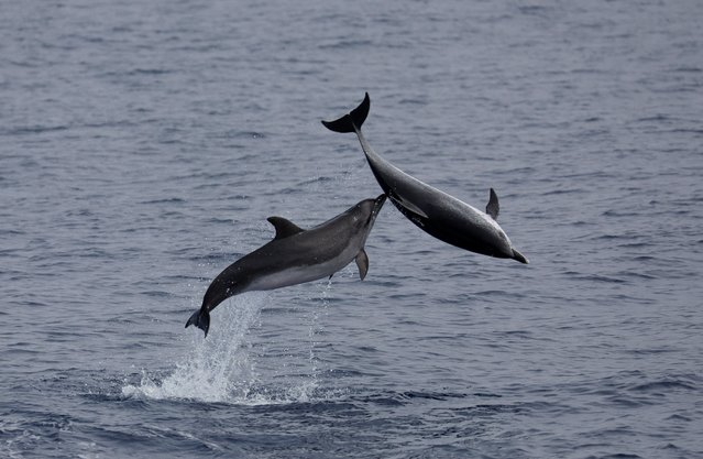 Atlantic spotted dolphins leap out of the water off Ponta Delgada on Sao Miguel Island in the Azores archipelago, Portugal on July 3, 2024. (Photo by Darrin Zammit Lupi/Reuters)