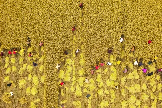 This aerial photo taken on October 26, 2019 shows farmers taking part in a rice harvesting competition to celebrate the harvest season in Sihong county in China's eastern Jiangsu province. (Photo by AFP Photo/China Stringer Network)