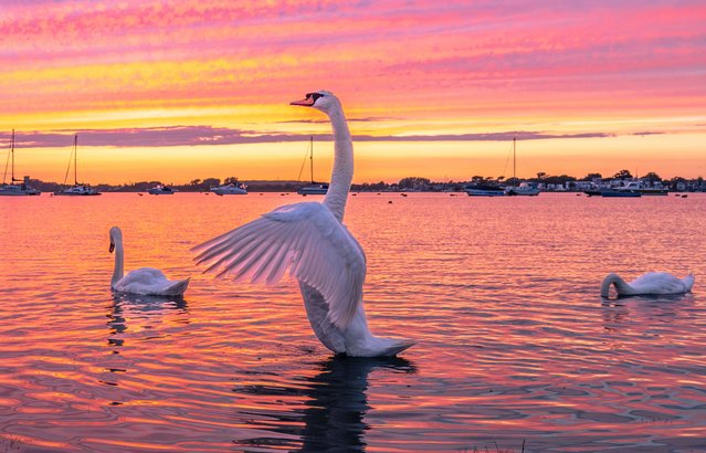 Sunset on Monday evening, June 17, 2024 at Mudeford in Dorset, UK with a swan stretching it's wings. (Photo by Cenk Albayrak-Touye/Picture Exclusive)