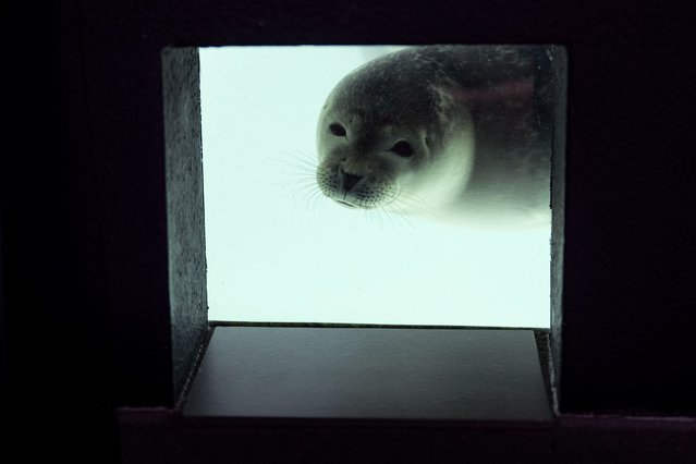 This photograph shows a seal looking trough a glass of a tank at the Pieterburen Seals Centre where seals are admitted to be rehabilitated before being released, in Pieterburen, Netherlands on August 2024. (Photo by Jilmer Postma/ANP via AFP Photo)