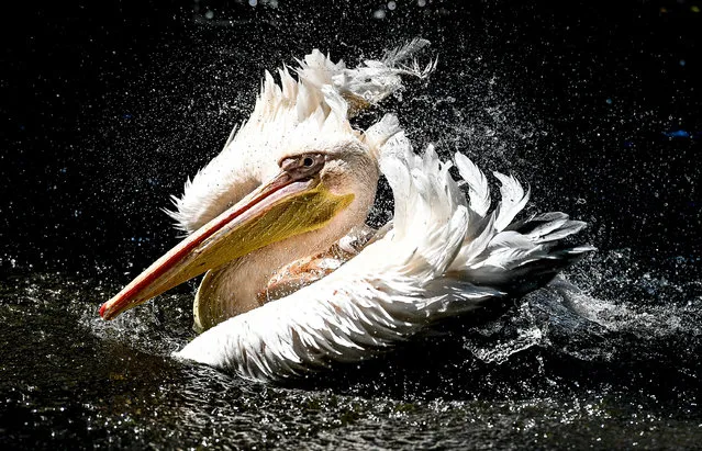 A great white pelican cools off in a pond in the zoo of Dresden, Germany, 12 June 2017. Great white pelican birds predominantly breed in sub-Saharan African and northern India. (Photo by Filip Singer/EPA)