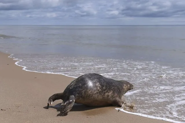 A Common Seal named Stan Lee is released on Courtown beach from Seal Rescue Ireland wildlife sanctuary where two rescued and rehabilitated seals are released back into the sea after months of care in Wexford, Ireland, June 12, 2016. (Photo by Clodagh Kilcoyne/Reuters)