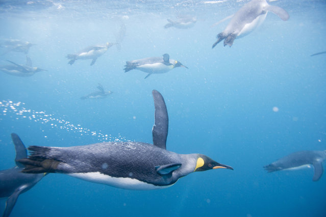 Underwater view of King Penguins (Aptenodytes patagonicus) swimming in Right Whale Bay. Photo by Paul Souders/Getty Images)