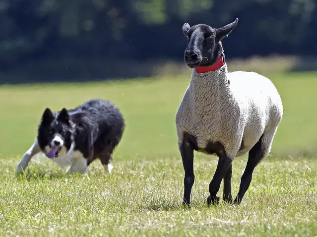 Sheepdog Glenn chases a Suffolk cross sheep at the 2015 Welsh National Sheep Dog Trials at Llanvetherine in Wales, July 31, 2015. (Photo by Rebecca Naden/Reuters)