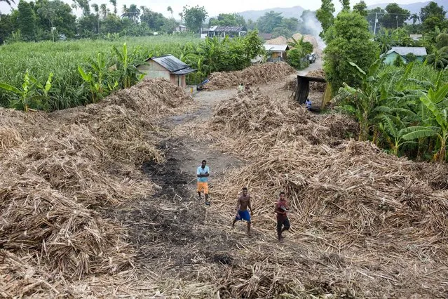 In this June 16, 2017 photo, workers pass banana trees as they walk through a field of bagasse, the sugar cane fiber left over after its juice is extracted, on a farm where they work at the Ti Jean distillery to make clairin, a sugar-based alcoholic drink, in Leogane, Haiti. Workers live rent-free in a village on the farm but pay for their own food on a salary of 800 gourds, or $12.50 dollars for each truck they load with cut sugar cane. Workers say they're able to fill one truck in two days. (Photo by Dieu Nalio Chery/AP Photo)