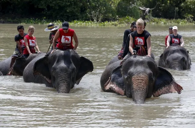 Mahouts and volunteers bathe their elephants in the Pasak river in the ancient Thai capital Ayutthaya, north of Bangkok, Thailand, August 11, 2015. (Photo by Chaiwat Subprasom/Reuters)