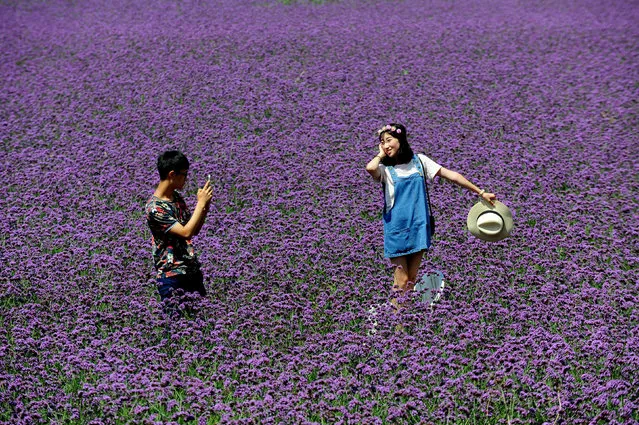 Visitors in play blossoming lavender at China's largest lavender theme park in Shenbei New District on August 12, 2015 in Shenyang, Liaoning Province of China. More than 799,920 square meters of lavender blossomed in China's largest lavender theme park which attracted visitors to enjoy. (Photo by ChinaFotoPress/ChinaFotoPress via Getty Images)