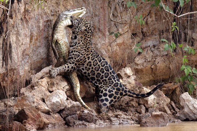 A female jaguar named Ti, by the NGO Jaguar ID, bites an alligator at Encontro das Aguas State Park, in the Pantanal, the largest wetland in the world, in Pocone, Mato Grosso, Brazil, on October 10, 2024. (Photo by Sergio Moraes/Reuters)