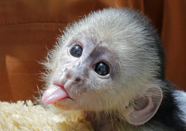 This baby white-faced capuchin boy monkey, born on May 17, sticks out its tongue at Jungle Island, Wednesday, July 6, 2016, in Miami. The monkey, the offspring of capuchin monkeys Fabiana and Mogli, hasn't been named yet, Jungle Island is asking the public to go to Jungle Island's Facebook page, and leave a name in comment, the public has until next Monday July, 11, 2016. The winning name will be announced later this month. (Photo by Alan Diaz/AP Photo)