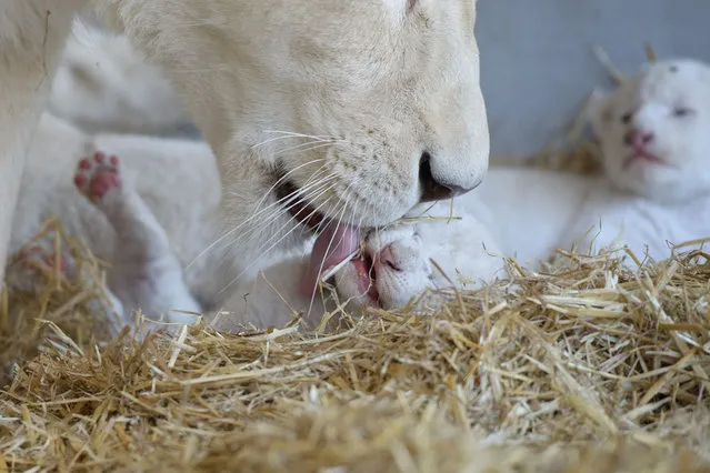 Lion mother Princess licks one of her white lion babies on July 17, 2012 in Kempten, southern Germany. Lion mother Princess gave birth to six white lion cubs on July 11, 2012 at the Circus Krone. (Photo by Tobias Kleinschmidt/AFP)