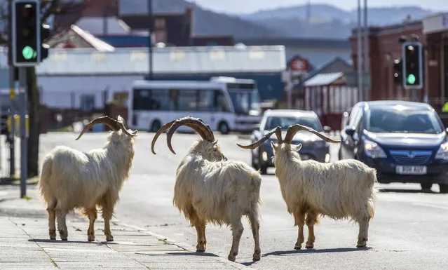 A herd of goats walk the quiet streets in Llandudno, north Wales, Tuesday March 31, 2020. A group of goats have been spotted walking around the deserted streets of the seaside town during the nationwide lockdown due to the coronavirus. (Photo by Pete Byrne/PA Wire via AP Photo)
