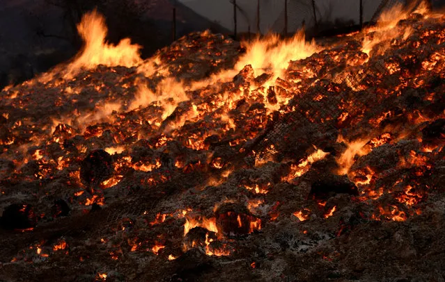 Embers glow during the so-called Sand Fire in the Angeles National Forest near Los Angeles, California, U.S. July 24, 2016. (Photo by Gene Blevins/Reuters)