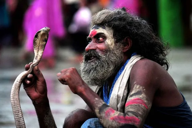 An Indian snake charmer handles a cobra while waiting for alms from Hindu devotees during the Teej festival at the Sangam in Allahabad on August 28, 2014. The three-day long Teej festival, celebrated by Hindu women in Nepal and some parts of India, is observed with married women fasting during the day and praying for long lives for their husbands, while unmarried women wish for handsome husbands and happy conjugal lives. (Photo by Sanjay Kanojia/AFP Photo)