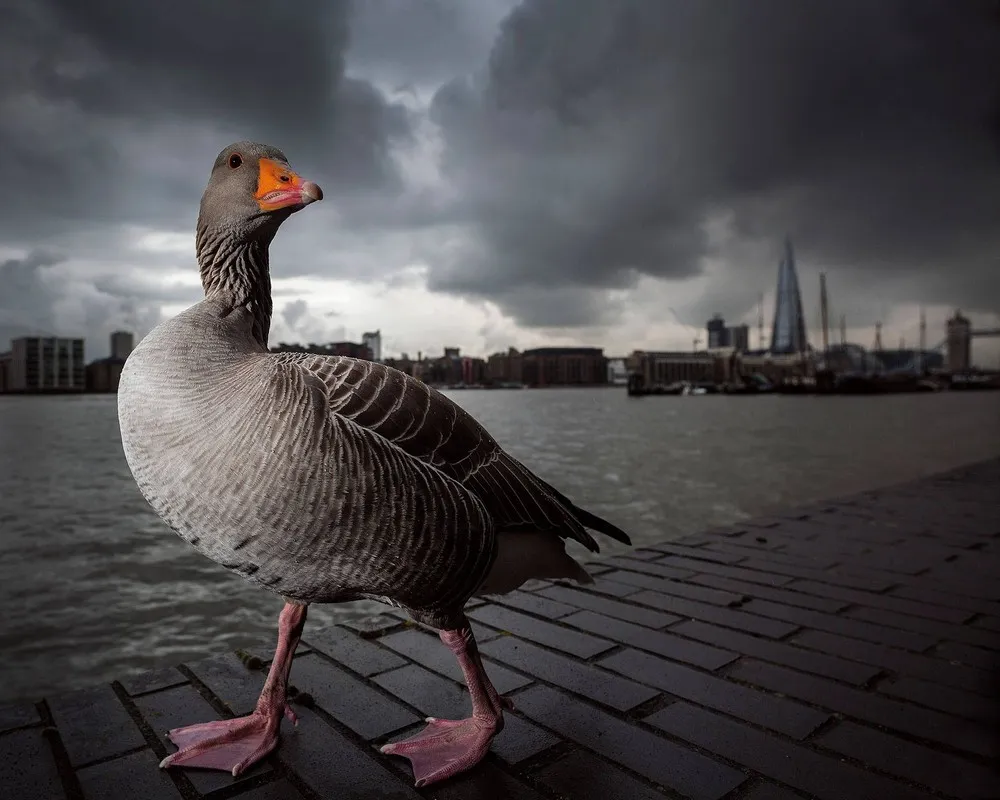 British Wildlife Photography Awards 2014 Winners