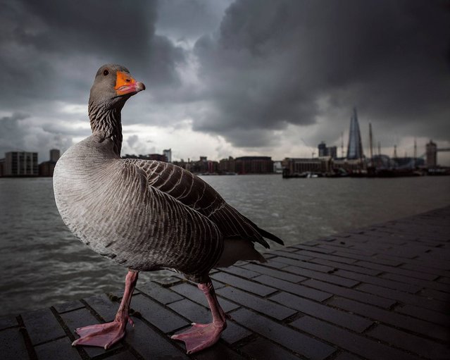 “Urban Tourist (Graylag Goose)”. Urban category and overall winner. (Photo by Lee Acaster/British Wildlife Photography Awards 2014)