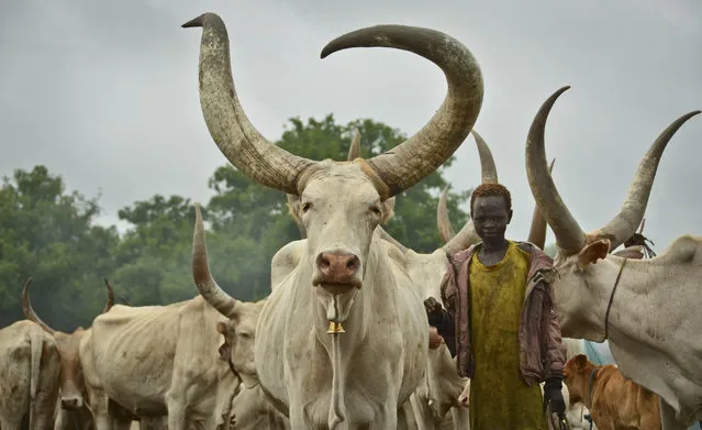 In this photo taken Monday, July 31, 2017, a young South Sudanese boy learns how to take care of cattle at a camp outside the town of Rumbek, South Sudan. Cows are used for payments and dowries, which Human Rights Watch calls a “key driver of child marriage” as families see daughters as a source of wealth. (Photo by Mariah Quesada/AP Photo)