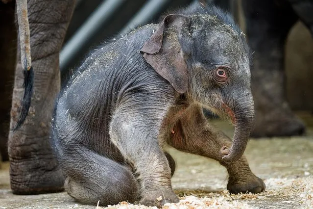 A newly born Asian elephant tries to stand up at the Prague Zoo in the Czech Republic on April 14, 2020. The female calf was born on March 27, 2020. (Photo by Petr Hamernik Prague Zoo/Rex Features/Shutterstock)