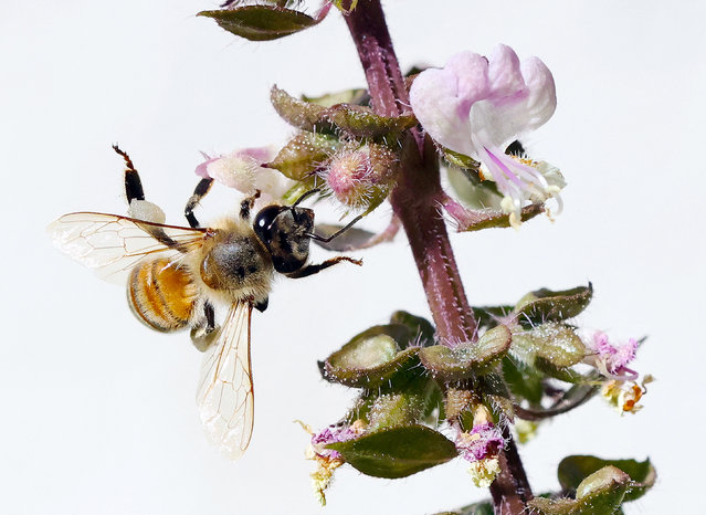 A bee sucks nectar from blooming flowers at a park in Kuwait City on December 3, 2024. (Photo by Yasser Al-Zayyat/AFP Photo)