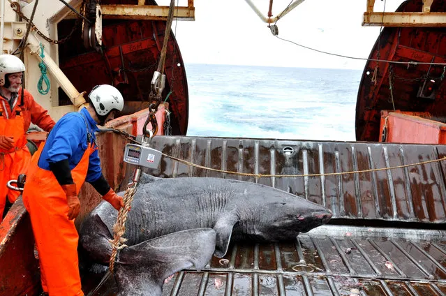 This undated photo made available by Julius Nielsen on August 11, 2016 shows a Greenland shark caught aboard the research vessel Pâmiut in southwest Greenland. In a report released Thursday, Aug. 11, 2016, scientists calculate this species of shark is Earth’s oldest living animal with a backbone. They estimate that one of those they examined was born roughly 400 years ago, about the time of the Pilgrims in the U.S., and kept on swimming until it died only a couple years ago. (Photo by Julius Nielsen via AP Photo)