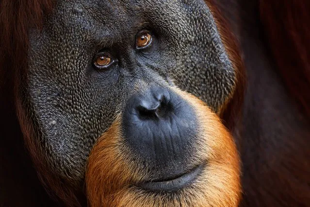 Halik, a 26-year-old male Sumatran orangutan, Gunung Leuser National Park, Sumatra, Indonesia. (Photo by Fiona Rogers/Wildscreen Photography Festival 2014)