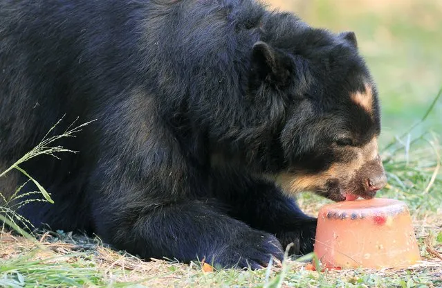 A spectacled bear enjoys frozen fruit during hot weather at a zoo in Cali, Colombia, September 16, 2015. (Photo by Jaime Saldarriaga/Reuters)