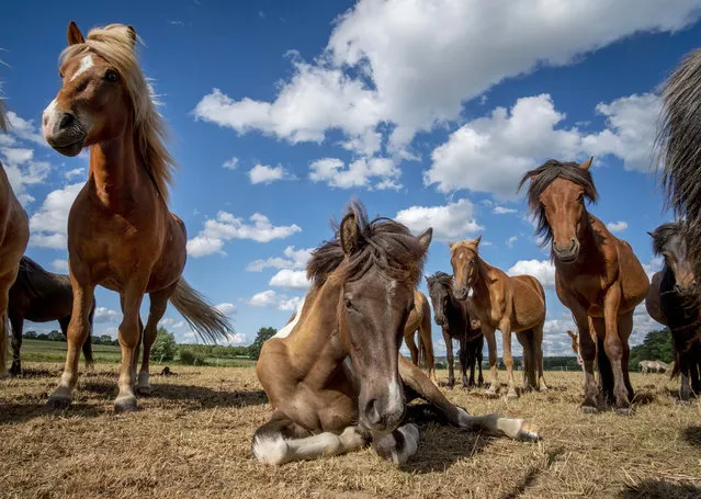 Iceland stallions gather on a meadow at a stud farm in Wehrheim near Frankfurt, Germany, Monday, June 29, 2020. (Photo by Michael Probst/AP Photo)